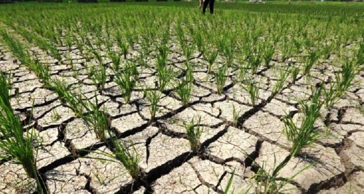 Petani Desak UPTD DAS Ciliman-Cisawarna Bertindak Tegas Atasi Kekeringan